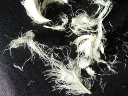 Benutzte und ungewaschene Gänsefedern