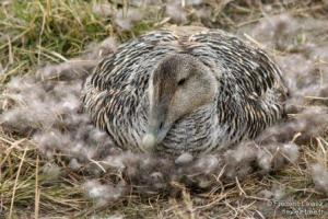 Eiderentenweibchen mit Daunen im Nest