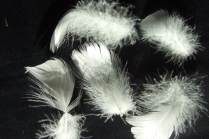 Gänsefedern nach der Verjüngungskur